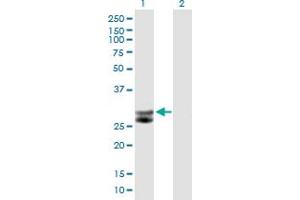Western Blot analysis of CTSG expression in transfected 293T cell line by CTSG MaxPab polyclonal antibody. (Cathepsin G anticorps  (AA 1-255))