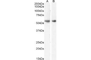 ABIN5539774 (1µg/ml) staining of Rat (A) and (0.