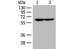 Western blot analysis of Jurkat and Raji cell lysates using SF3A3 Polyclonal Antibody at dilution of 1:200 (SF3A3 anticorps)