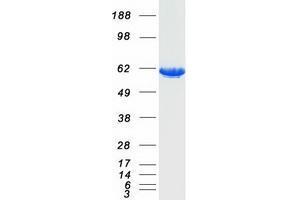 Validation with Western Blot