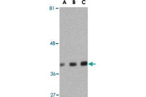 Western blot analysis of GAPDH in HeLa cell lysate with GAPDH polyclonal antibody  at (A) 0. (GAPDH anticorps  (C-Term))