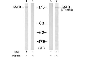 Image no. 1 for anti-Epidermal Growth Factor Receptor (EGFR) (pThr678) antibody (ABIN196924) (EGFR anticorps  (pThr678))