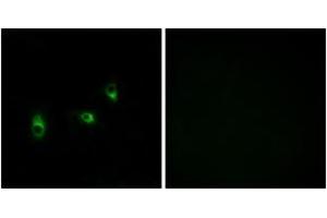 Immunofluorescence analysis of MCF7 cells, using OR10G2 Antibody.