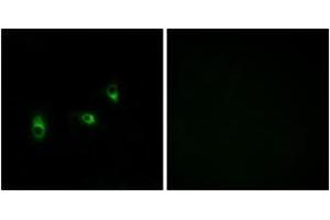 Immunofluorescence analysis of MCF7 cells, using OR10G2 Antibody. (OR10G2 anticorps  (AA 241-290))