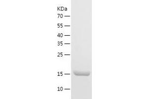 Western Blotting (WB) image for High Mobility Group Box 3 (HMGB3) (AA 1-180) protein (His tag) (ABIN7123333)