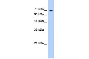 WB Suggested Anti-SF4 Antibody Titration:  0. (Splicing Factor 4 anticorps  (N-Term))