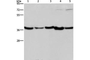 Western Blot analysis of Human fetal liver, Mouse skeletal muscle and heart tissue, Hela and Jurkat cell using DNAJB4 Polyclonal Antibody at dilution of 1:200 (DNAJB4 anticorps)