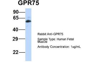 Host:  Rabbit  Target Name:  GPR75  Sample Type:  Human Fetal Muscle  Antibody Dilution:  1. (GPR75 anticorps  (Middle Region))