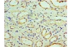 Immunohistochemistry of paraffin-embedded human kidney tissue using ABIN7163072 at dilution of 1:100