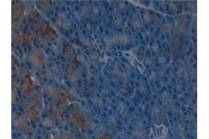 Detection of gGT1 in Mouse Pancreas Tissue using Polyclonal Antibody to Gamma-Glutamyltransferase 1 (gGT1)