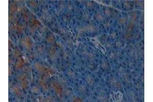Detection of gGT1 in Mouse Pancreas Tissue using Polyclonal Antibody to Gamma-Glutamyltransferase 1 (gGT1) (GGT1 anticorps  (AA 296-537))