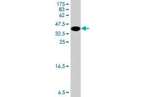 Western Blot detection against Immunogen (34.