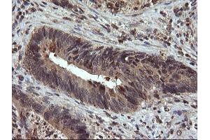 Image no. 6 for anti-Ubiquitin-Conjugating Enzyme E2G 2 (UBE2G2) antibody (ABIN1501631)