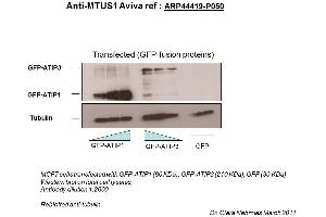 Image no. 3 for anti-Microtubule Associated Tumor Suppressor 1 (MTUS1) (Middle Region) antibody (ABIN502510) (MTUS1 anticorps  (Middle Region))