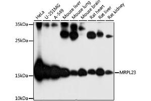 Western blot analysis of extracts of various cell lines, using MRPL23 antibody (ABIN7268564) at 1:1000 dilution. (MRPL23 anticorps  (AA 1-153))