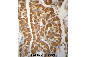 ROBLD3 Antibody (Center) (ABIN657261 and ABIN2846356) immunohistochemistry analysis in formalin fixed and paraffin embedded human stomach tissue followed by peroxidase conjugation of the secondary antibody and DAB staining. (LAMTOR2 anticorps  (AA 41-70))