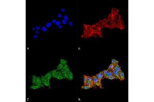 Immunocytochemistry/Immunofluorescence analysis using Rabbit Anti-RAB1B Polyclonal Antibody (ABIN5066512).