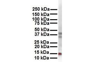WB Suggested Anti-CITED2 antibody Titration: 1 ug/mL Sample Type: Human 293T