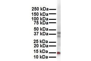 WB Suggested Anti-CITED2 antibody Titration: 1 ug/mL Sample Type: Human 293T (CITED2 anticorps  (N-Term))