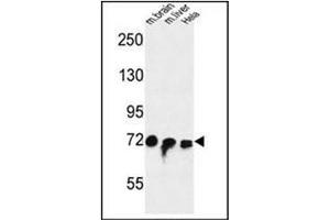 Western blot analysis of FAM40A Antibody  in mouse brain, liver tissue and Hela cell line lysates (35ug/lane). (STRIP1 anticorps  (Middle Region))