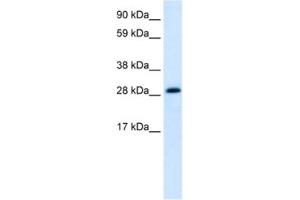 Western Blotting (WB) image for anti-Activator of Basal Transcription 1 (Abt1) antibody (ABIN2460512) (Activator of Basal Transcription 1 anticorps)