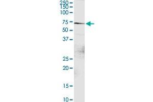 DTX2 MaxPab rabbit polyclonal antibody.