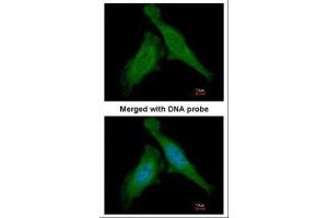 ICC/IF Image Immunofluorescence analysis of paraformaldehyde-fixed HeLa, using DDB1, antibody at 1:200 dilution. (DDB1 anticorps  (C-Term))