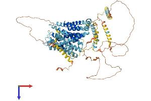 AlphaFold protein structure predicition of Human Recombinant SLC9A1 Protein, UniprotID P19634