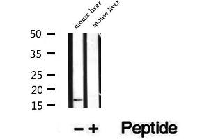 Western blot analysis of extracts of mouse liver tissue, using PRX5 antibody. (Peroxiredoxin 5 anticorps  (C-Term))