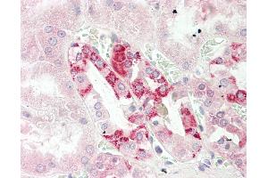 Anti-CUTA antibody IHC staining of human kidney. (CUTA anticorps  (AA 71-120))