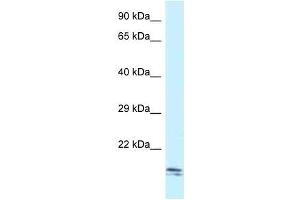 Western Blot showing Sec11c antibody used at a concentration of 1.