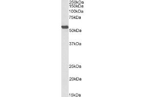 Biotinylated ABIN5539679 (0. (ALDH2 anticorps  (Internal Region) (Biotin))