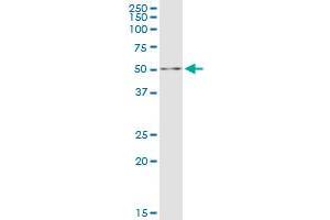 DALRD3 MaxPab polyclonal antibody.