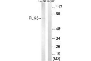 Western Blotting (WB) image for anti-Polo-Like Kinase 3 (PLK3) (AA 231-280) antibody (ABIN2890616) (PLK3 anticorps  (AA 231-280))