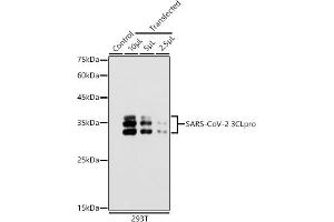 Western blot analysis of extracts of 293T cells, using SARS-CoV-2 3CLpro antibody (ABIN7270151) at 1:5000 dilution.