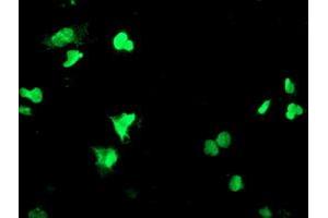 Anti-PPARA mouse monoclonal antibody (ABIN2455022) immunofluorescent staining of COS7 cells transiently transfected by pCMV6-ENTRY PPARA (RC216176). (PPARA anticorps  (AA 145-420))