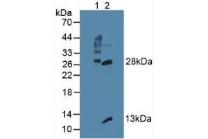 Western blot analysis of (1) Mouse Thymus Tissue and (2) Mouse Lymph Node Tissue. (GZMB anticorps  (AA 21-247))
