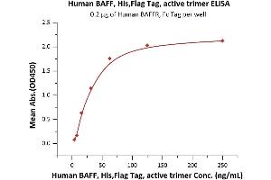 Immobilized Human BAFFR, Fc Tag (ABIN5526588,ABIN5526589) at 2 μg/mL (100 μL/well) can bind Human BAFF, His,Flag Tag, active trimer (ABIN6972949) with a linear range of 4-63 ng/mL when detected by Monoclonal anti FLAG (HRP) antibody (QC tested).