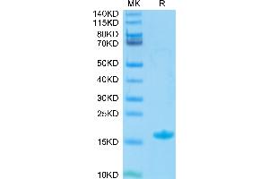 Biotinylated Human Nectin-4 IgV Domain on Tris-Bis PAGE under reduced condition.