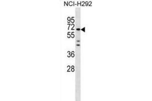 Western Blotting (WB) image for anti-Mesoderm Induction Early Response 1, Family Member 3 (MIER3) antibody (ABIN3000205) (MIER3 anticorps)