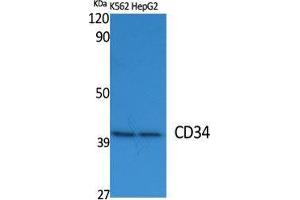 Western Blot (WB) analysis of specific cells using CD34 Polyclonal Antibody. (CD34 anticorps  (Internal Region))