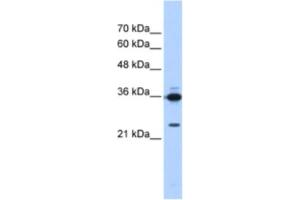 Western Blotting (WB) image for anti-Small Nuclear RNA Activating Complex, Polypeptide 2, 45kDa (SNAPC2) antibody (ABIN2463867) (SNAPC2 anticorps)