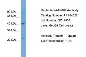 WB Suggested Anti-ATP8B2  Antibody Titration: 0. (ATP8B2 anticorps  (N-Term))