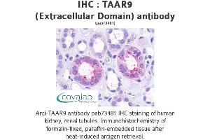 Image no. 1 for anti-Trace Amine Associated Receptor 9 (TAAR9) (2nd Extracellular Domain) antibody (ABIN1739868) (TAAR9 anticorps  (2nd Extracellular Domain))