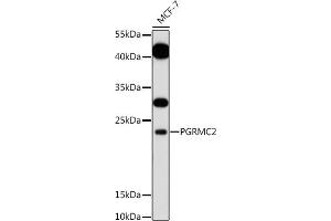 Western blot analysis of extracts of MCF-7 cells, using PGRMC2 antibody (ABIN7269534) at 1:1000 dilution.
