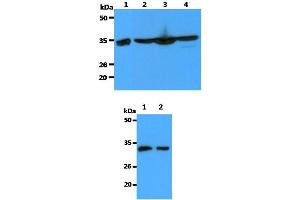 Western blot analysis The Recombinant Human Annexin A1 (10ng) and Cell lysates (40ug) were resolved by SDS-PAGE, transferred to PVDF membrane and probed with anti-human Annexin A1 antibody (1:3000). (BCL2A1 anticorps)