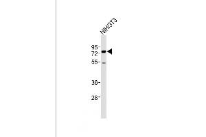 All lanes : Anti-ASH2L Antibody (Center) at 1:2000 dilution + NIH/3T3 whole cell lysates Lysates/proteins at 20 μg per lane. (ASH2L anticorps  (AA 347-382))