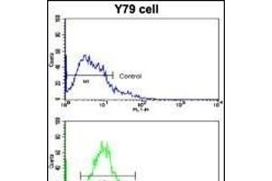 Flow cytometric analysis of Y79 cells using Beclin 1 (BECN1/G6) Antibody  (bottom histogram) compared to a negative control cell (top histogram). (Beclin 1 anticorps  (AA 210-239))
