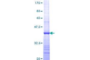 Image no. 1 for CD8a Molecule (CD8A) (AA 22-131) protein (GST tag) (ABIN1348726)