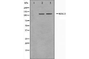 Western blot analysis on 293 and HepG2 cell lysate using M3K13 Antibody. (MAP3K13 anticorps  (N-Term))
